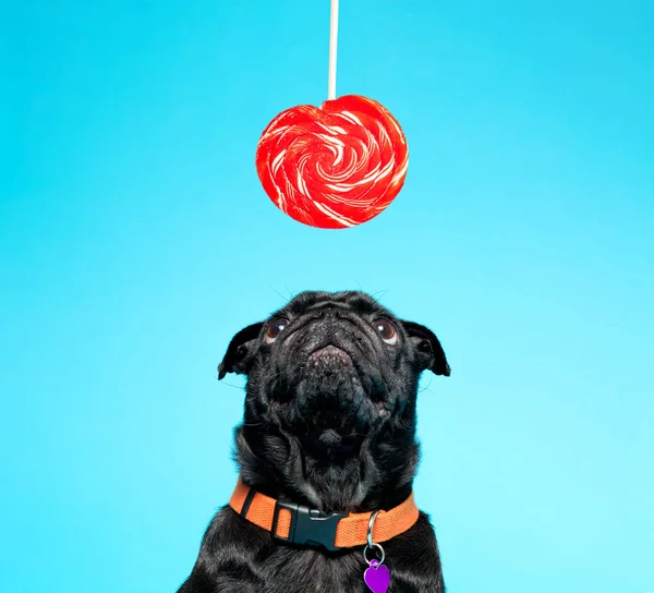 Black pug with lollypop — Stock Photo, Image