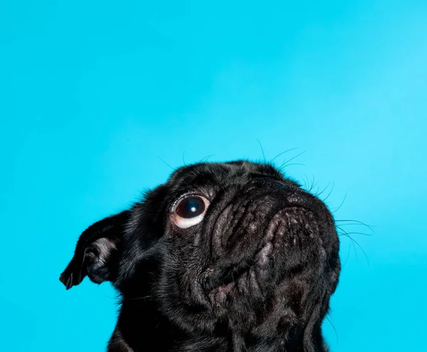 Pug preto em um fundo azul — Fotografia de Stock