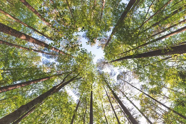 Mirando al cielo en el bosque —  Fotos de Stock