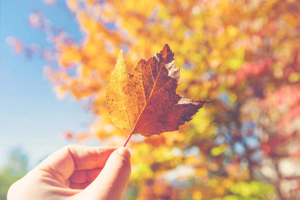 Hand hält Herbstblatt — Stockfoto