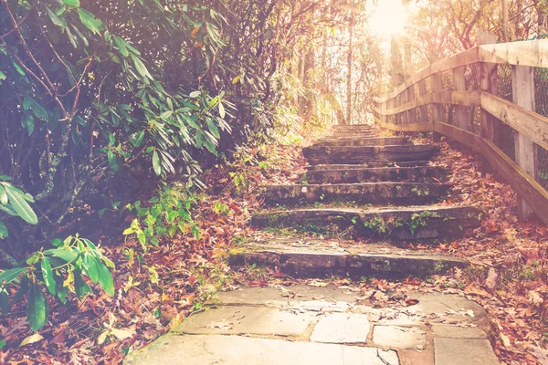 秋の森の階段 — ストック写真