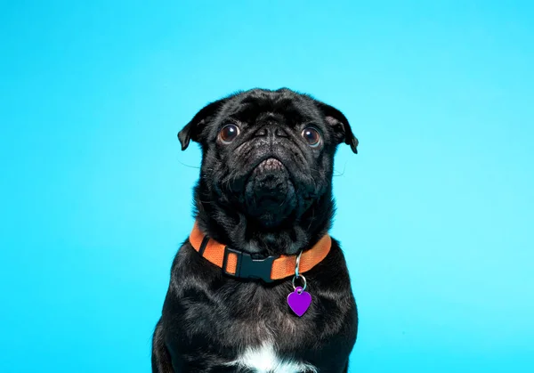 Pug preto bonito — Fotografia de Stock