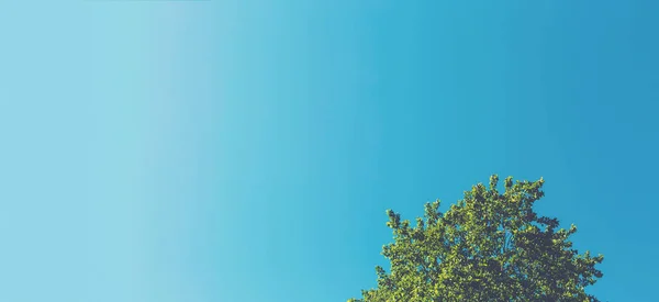 Tree top med himmel bakgrund — Stockfoto