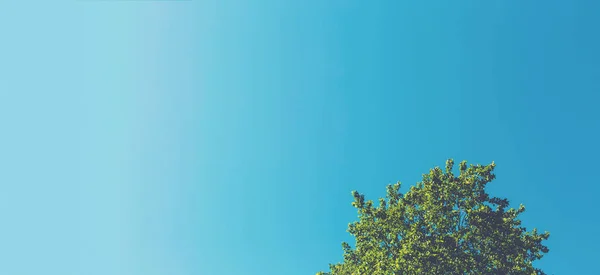 Parte superior del árbol con fondo cielo — Foto de Stock