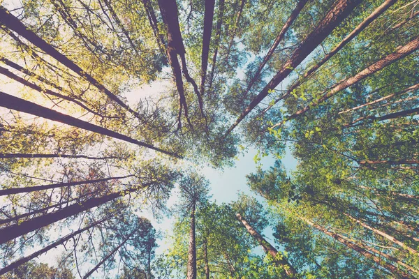 Mirando al cielo en el bosque —  Fotos de Stock