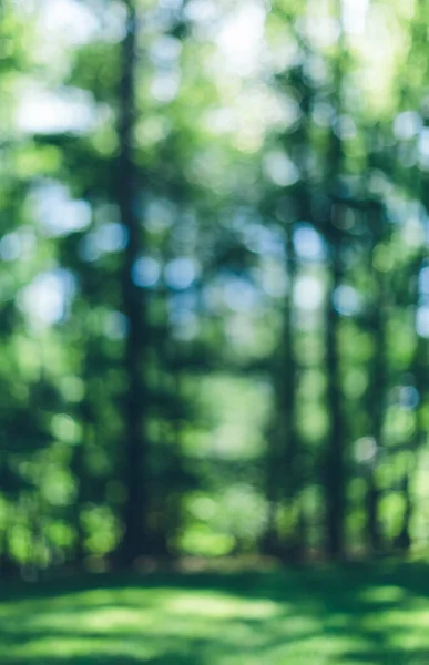 Blurred forest background — Stock Photo, Image