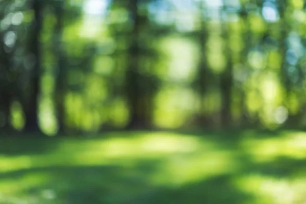 Verschwommener Waldhintergrund — Stockfoto