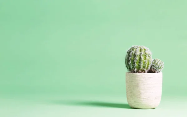 Kaktusz növény zöld — Stock Fotó