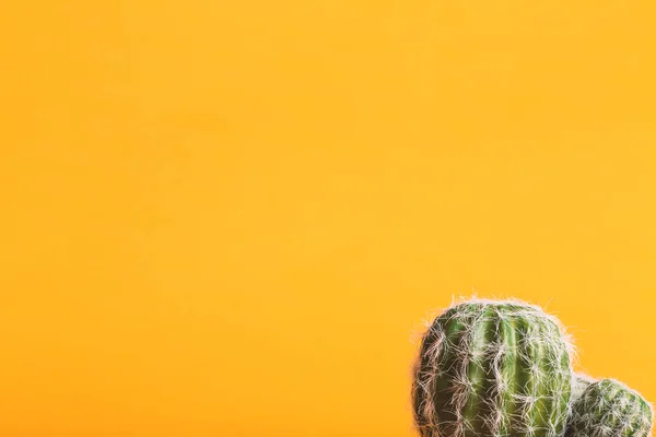 Kaktus roślina na żółty — Zdjęcie stockowe