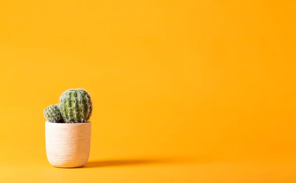Kaktusz növény, sárga — Stock Fotó