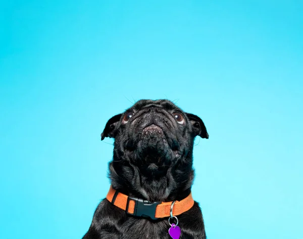 Pug preto bonito — Fotografia de Stock