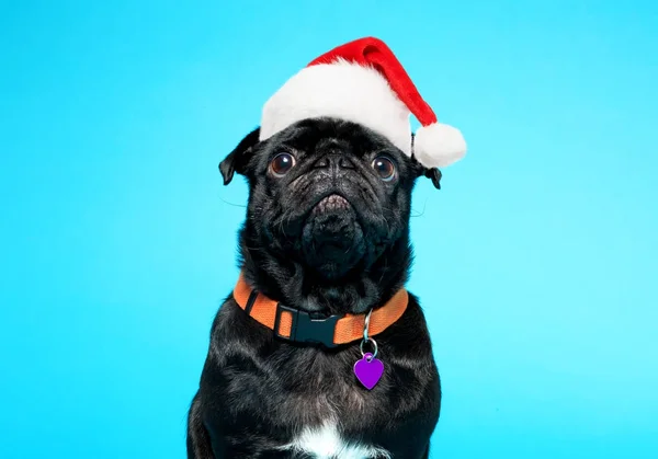 戴着圣诞老人帽子的黑哈巴狗 — 图库照片