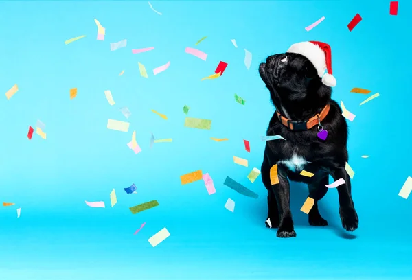 Black pug wearing Santa hat — Stock Photo, Image