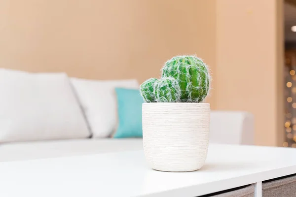 Potted cactus in a large interior home — Stock Photo, Image
