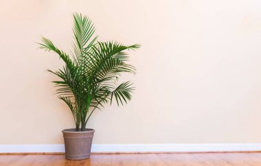 Sarı bir odada büyük kapalı palm bitki