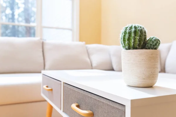 Ingemaakte cactus in een groot huis — Stockfoto