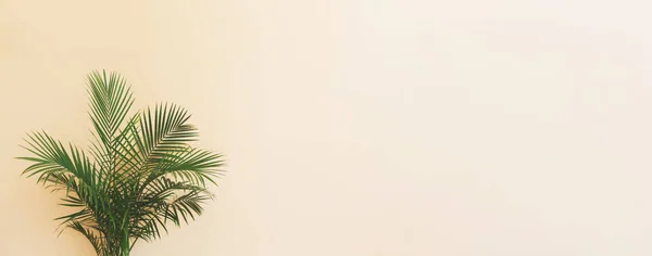 Stor inomhus palm växt i ett gult rum — Stockfoto