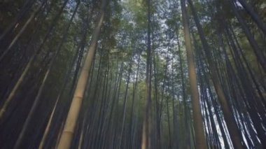 Japonca bambu orman gün batımında