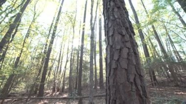 Orrmanı sunset yakınında bakarak