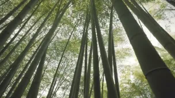 Japansk bambu skog vid solnedgången — Stockvideo
