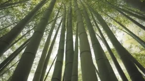 Japonský bambus lesa při západu slunce — Stock video