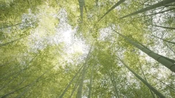 Forêt japonaise de bambous au coucher du soleil — Video