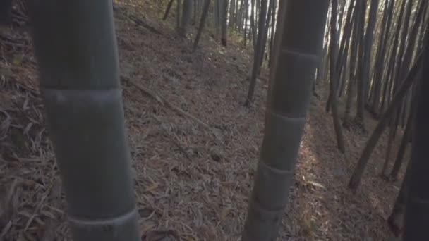 Floresta de bambu japonesa ao pôr do sol — Vídeo de Stock