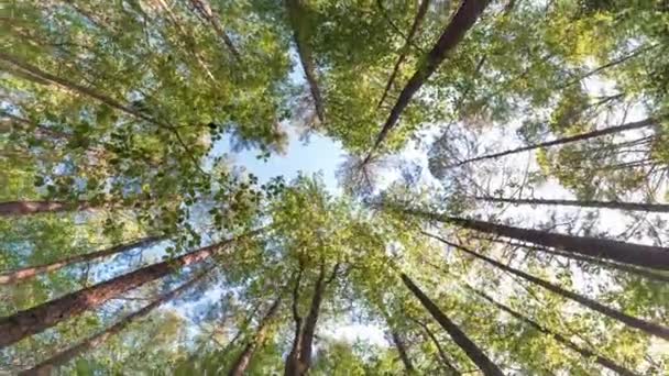 Looking up at a forest canopy near sunset — Stock Video