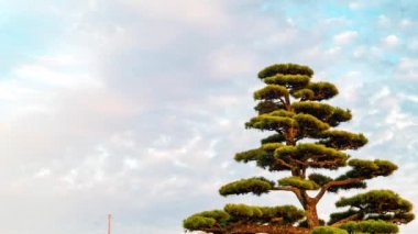 Zaman atlamalı bulutların üzerinde bir Japon çam ağacı alacakaranlıkta