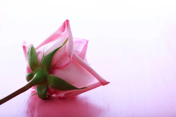 Rosa rosor på en ljus — Stockfoto