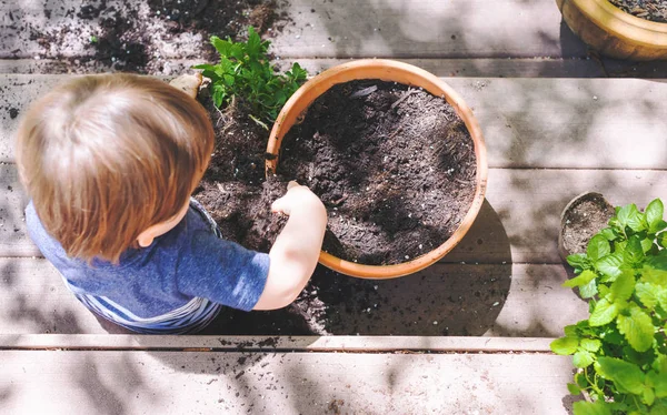 Toddler boy helping to plant plants in a garden — Stock Photo, Image