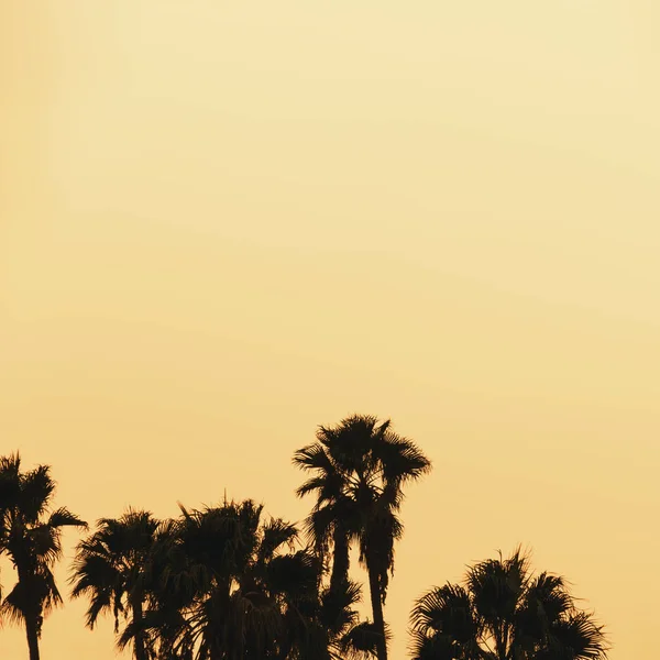 Belo pôr-do-sol de palmeiras LA — Fotografia de Stock