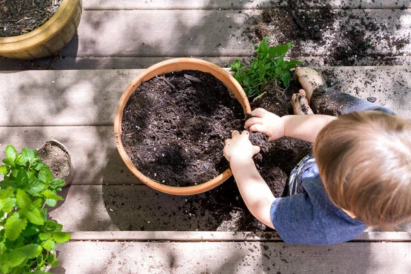 Toddler boy helping to plant plants in a garden — Stock Photo, Image