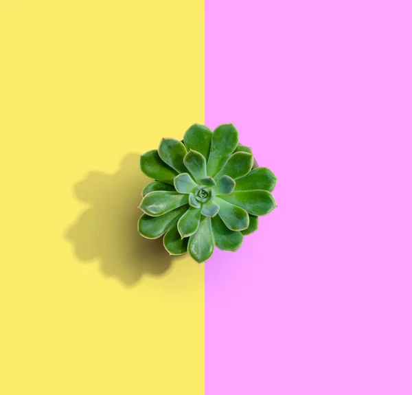 Sappige plant in een pot — Stockfoto