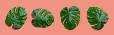 Tropikal bitki Monstera yaprakları