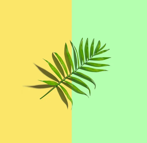 Ein Palmblatt von oben — Stockfoto