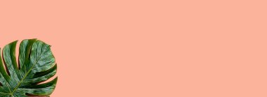 Tropik bitki canavar yaprağı.