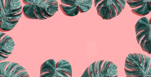 熱帯植物モンスターの葉 — ストック写真