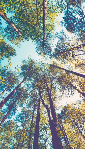 Kijkend naar de lucht in een bos — Stockfoto