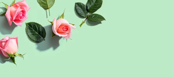 粉色玫瑰，绿叶 — 图库照片