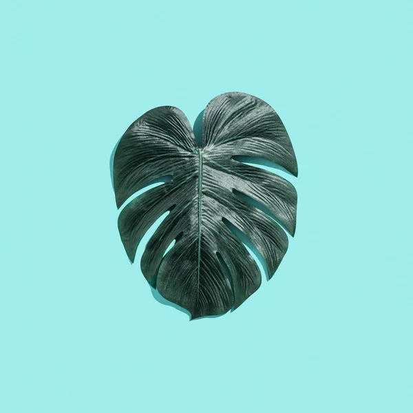 Tropical plant Monstera leaf