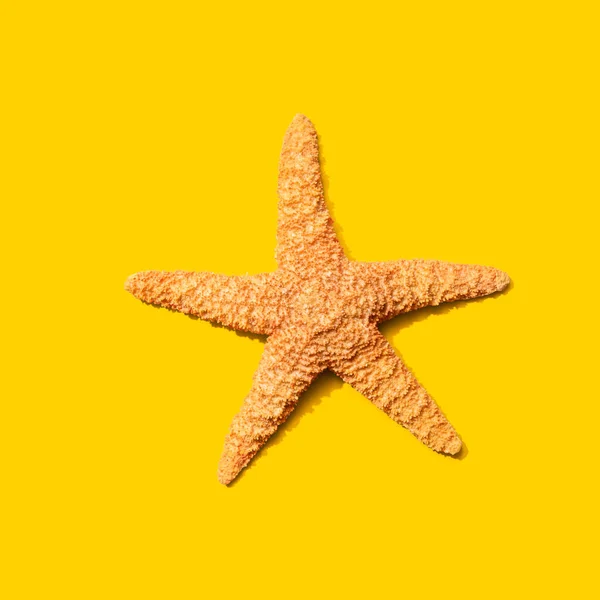 Concepto de verano con vista de estrella de mar — Foto de Stock