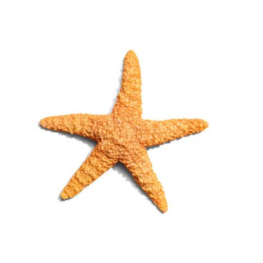 Deniz yıldızı manzaralı yaz konsepti