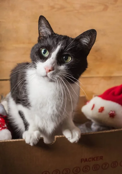 lovely cat inside paper box with christmas decorations
