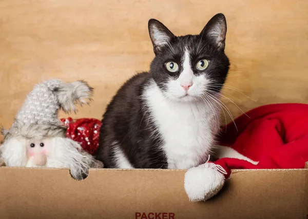 lovely cat inside paper box with christmas decorations