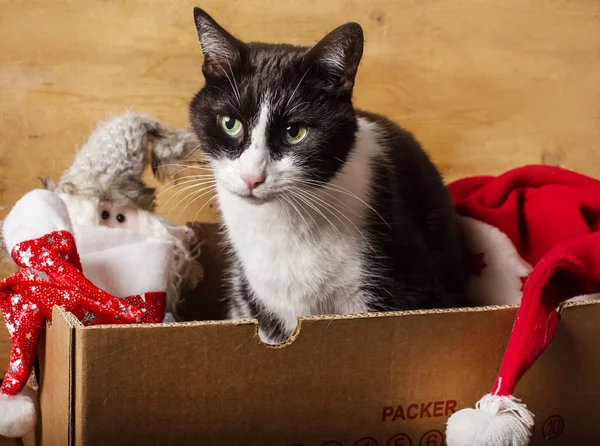 lovely cat inside paper box with christmas decorations