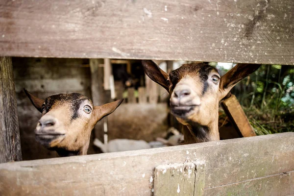 funny goats standing in stable and eating hay