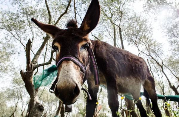 closeup view of cute brown colored donkey on pasturing field