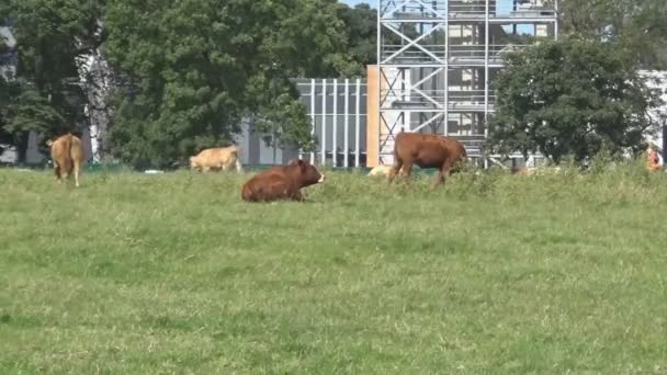 Αγελάδες Που Βόσκουν Στο Πάρκο Νιούκαστλ Απόν Τάιν Ηνωμένο Βασίλειο — Αρχείο Βίντεο
