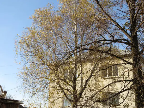 Otoño copa de árbol contra el cielo azul —  Fotos de Stock
